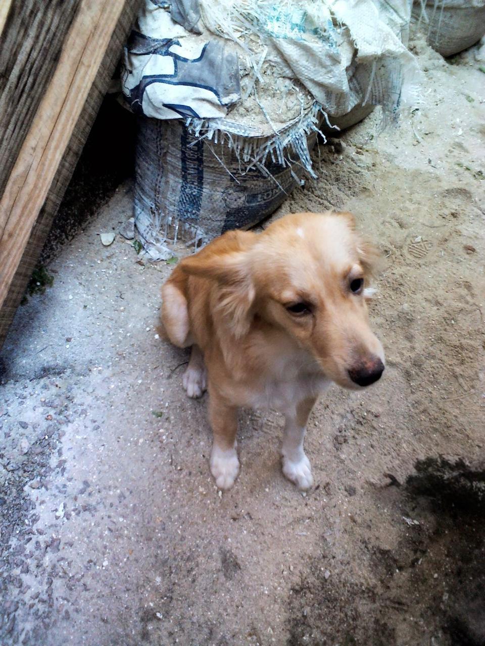 Cães e Gatos largados à própria sorte na Rocinha